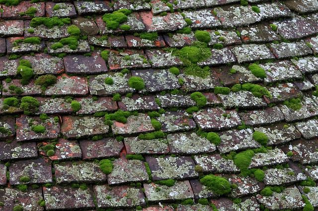  A roof tile with moss for How often should tile roofs be cleaned? 