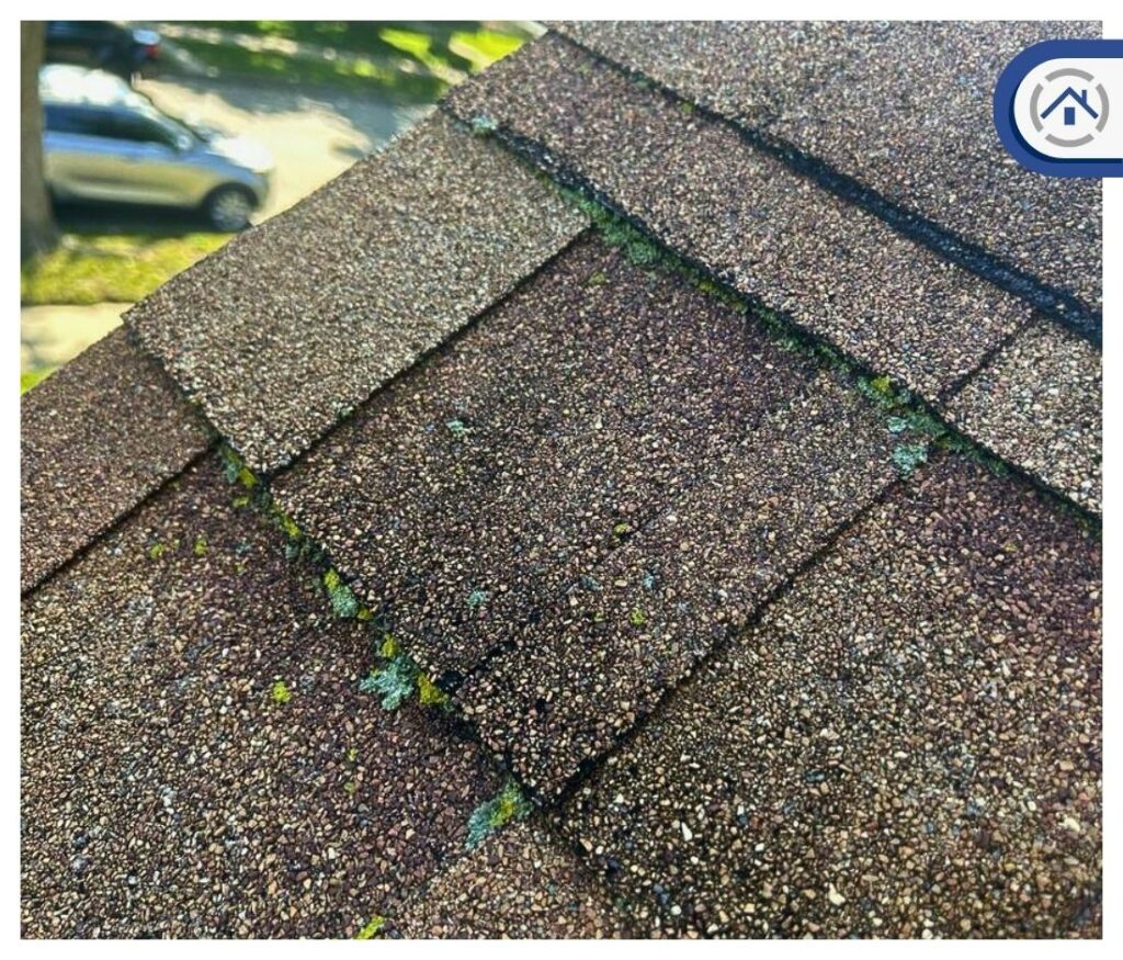 moss growth on roof