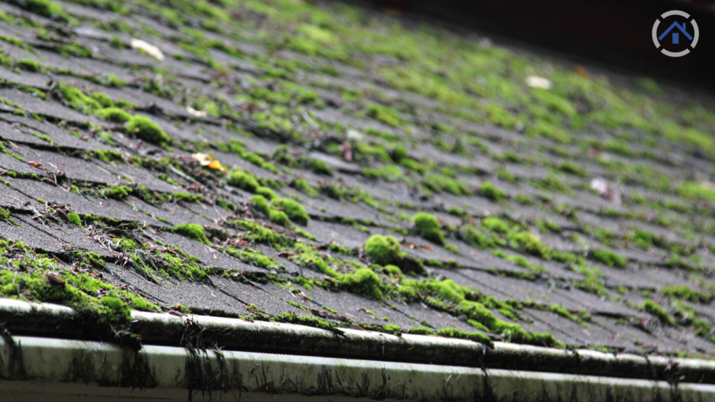 The Best Way To Remove Moss and Algae From Your Roof