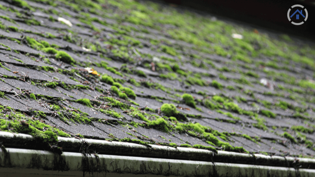 The-Best-Way-To-Remove-Moss-and-Algae-From-Your-Roof