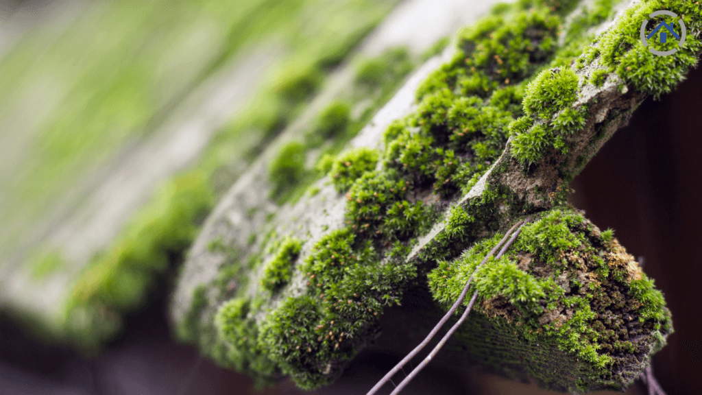 Moss Growing on Roof & Rafter Tails.