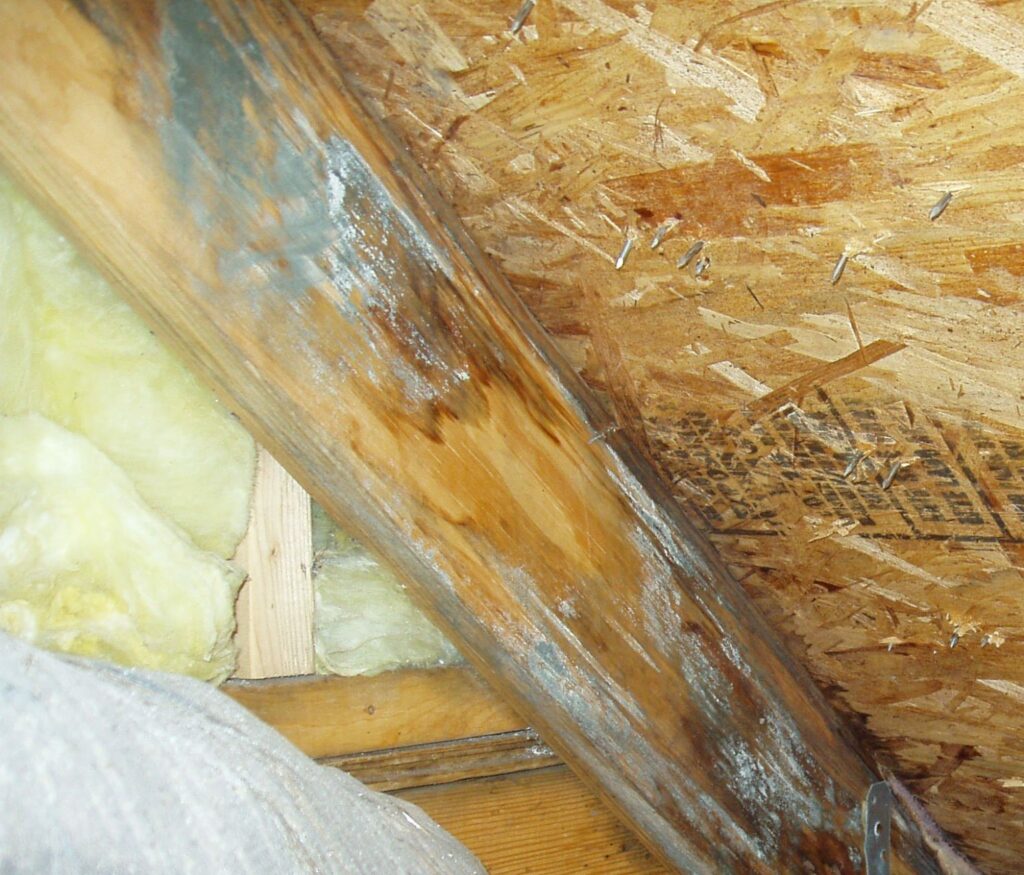 Mold in Attic rafter for the blog mold in your attic