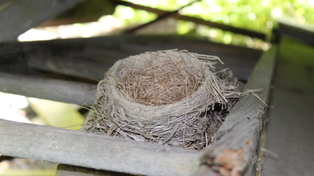 Birds nest and how to keep birds out of your roof