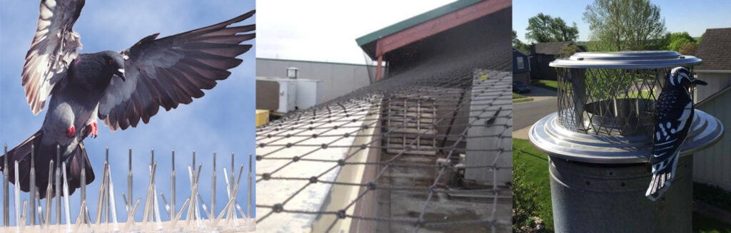 Bird net, spikes, and chimney caps to keep birds out of your roof